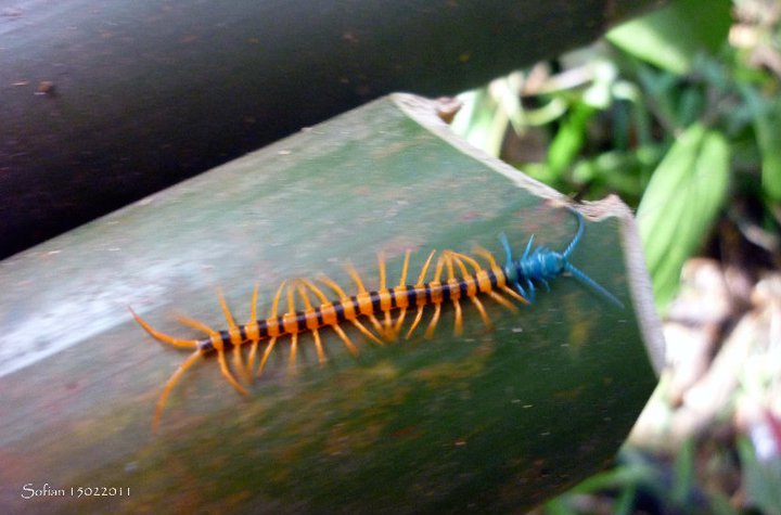 Malaysian Cherry Red Centipede