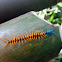 Malaysian Cherry Red Centipede