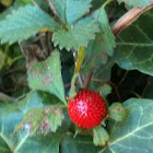 Woodland strawberry