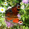 The European Peacock