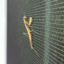 Praying Mantis