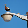 Black-bellied Whistling Duck