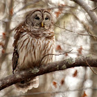 Barred owl