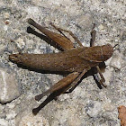 Short-Horn Grasshopper