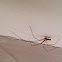 Long-bodied Cellar Spider