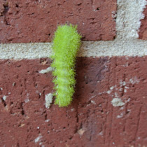 Caterpillars and larvae of the Southwestern United States