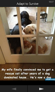 Download LolKitten APK for Android