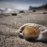Sea Fossil by Chris Coggin -  