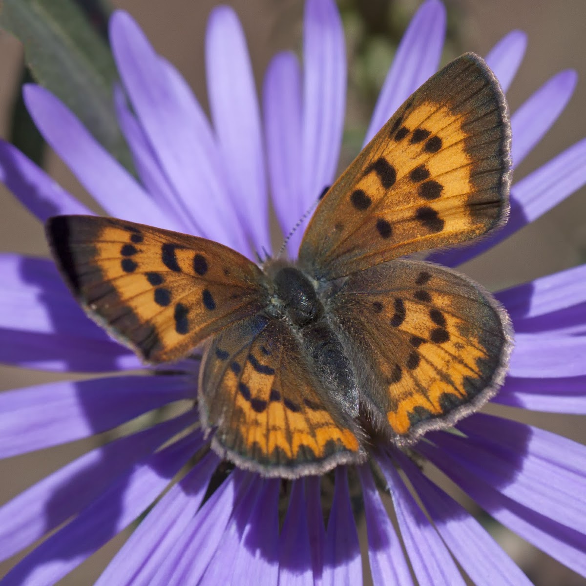 Lilac-bordered copper