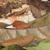 Dead Leaf Hopper