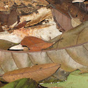 Dead Leaf Hopper