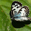 Common Pierrot