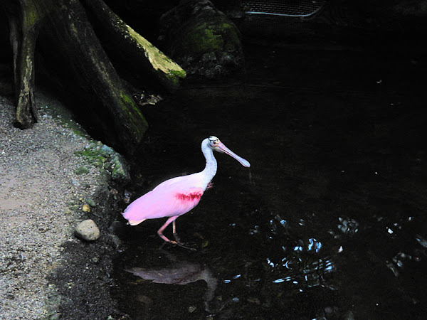 Roseate Spoonbill | Project Noah