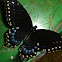 Black Swallowtail