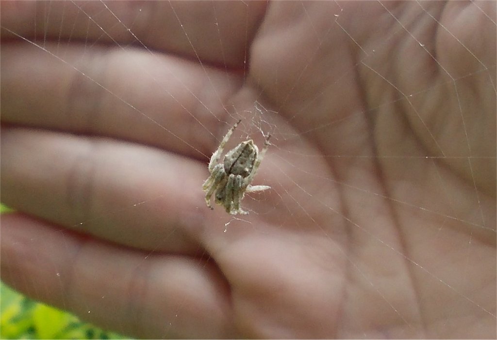 Common Garden Orbweb Spider