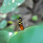 Polymnia Tigerwing Butterfly