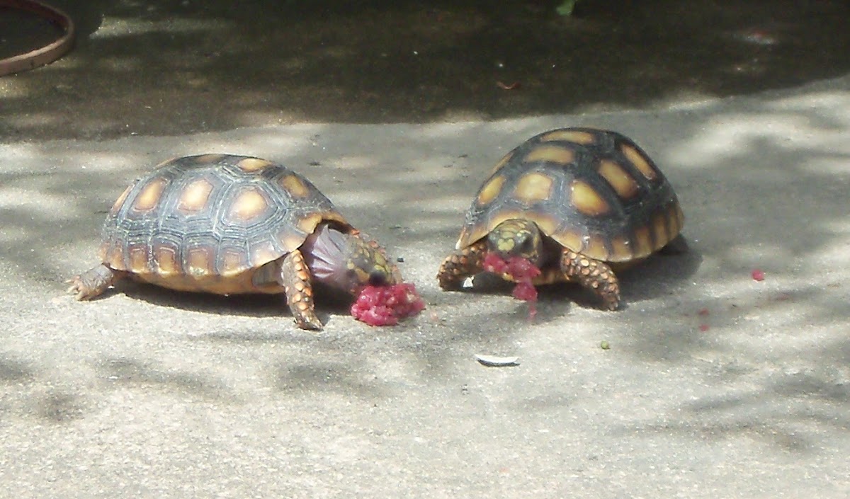 Chelonoidis carbonaria