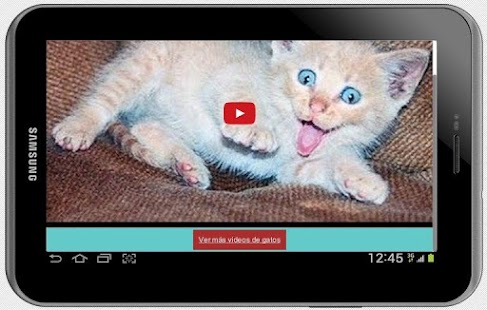 Videos de Gatos Chistosos