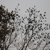 mixed flock of red-winged blackbirds and common grackles