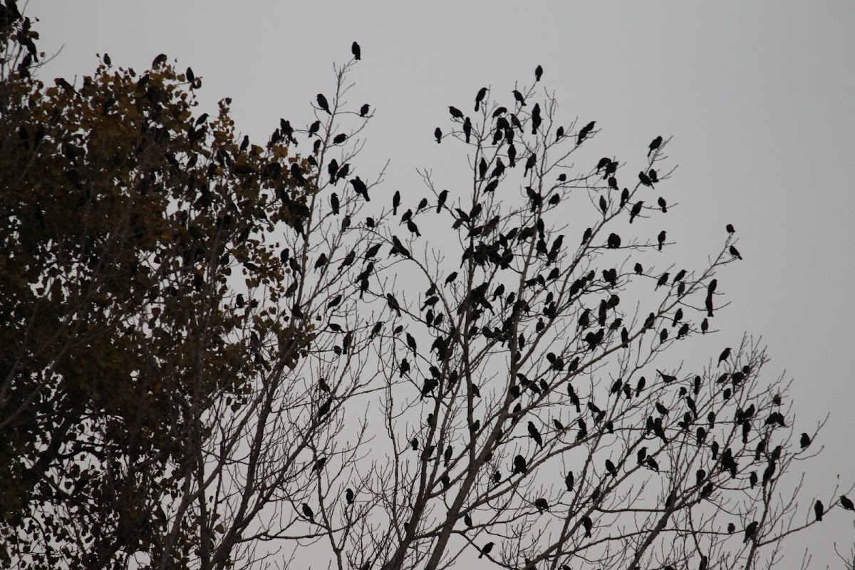 mixed flock of red-winged blackbirds and common grackles