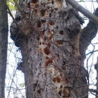 Woodpecker borings in an old Black Willow Tree