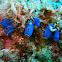 Blue translucent sea squirt