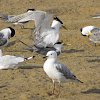 Great Crested Tern and Silver gull