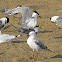 Great Crested Tern and Silver gull