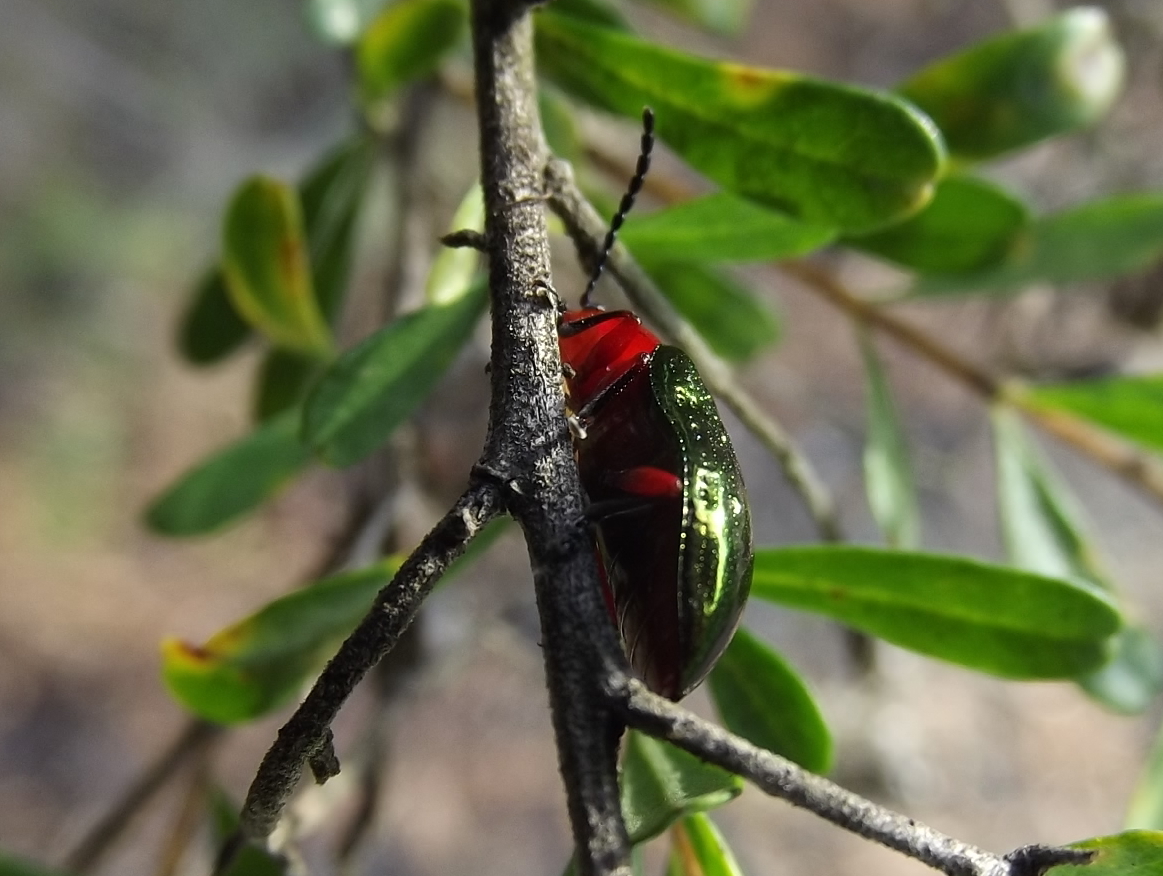 Pittosporum Beetle