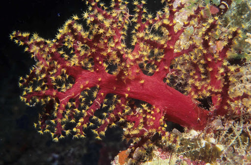soft-coral-fiji - Red and yellow soft coral in a reef in Fiji.