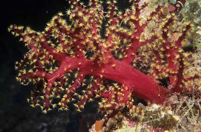 Red and yellow soft coral in a reef in Fiji.