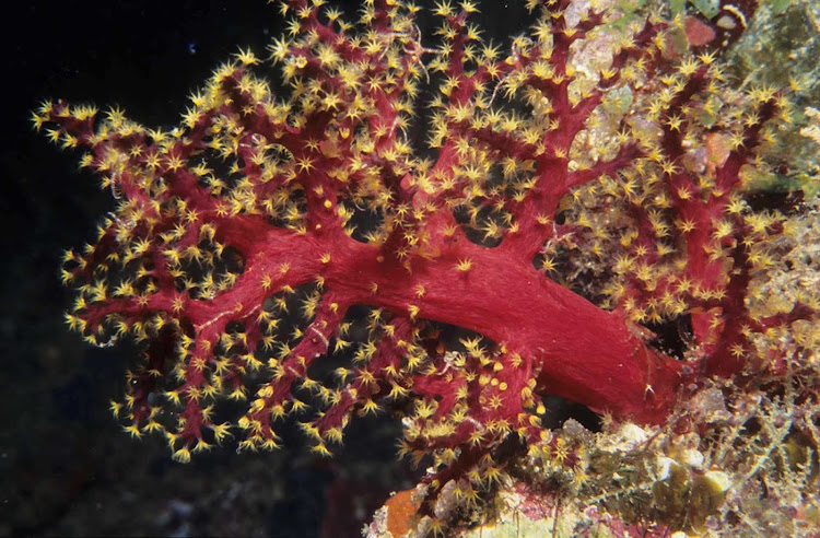 Red and yellow soft coral in a reef in Fiji.