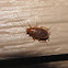 Dusky Cockroach