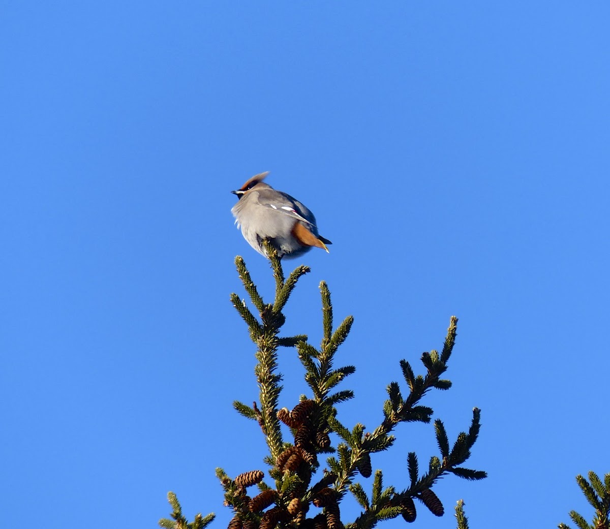 Bohemian waxwing