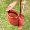 Pitcher plant