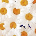 Beautiful Flower Daisy LWP logo