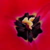 Tulipán. Tulip