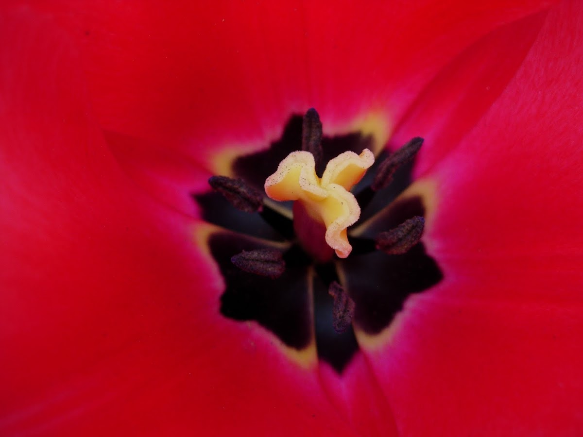 Tulipán. Tulip