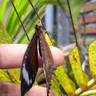 Common Palmfly