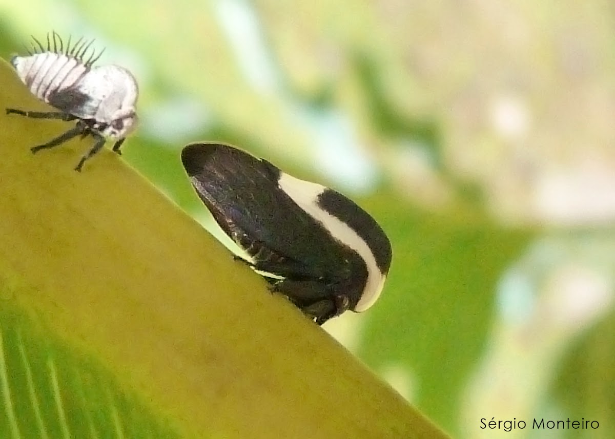 Membracid treehopper (adult and nymphs)