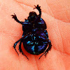 Wood dung beetle