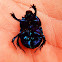 Wood dung beetle