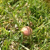 Lawn mowers mushroom 