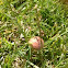 Lawn mowers mushroom 