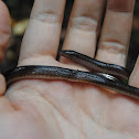 Eastern Worm Snake