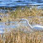 Great Egret and American Alligator
