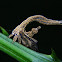 Cladonota treehopper