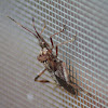 Western Conifer-seed Bug