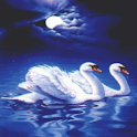 Evening Swans Live Wallpaper