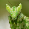 Jeweled Flower Mantis Female